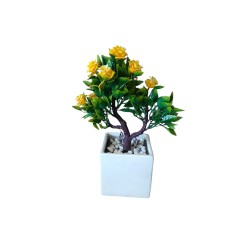 ﻿Dwarf rose plant