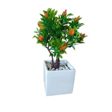 ﻿Dwarf rose plant