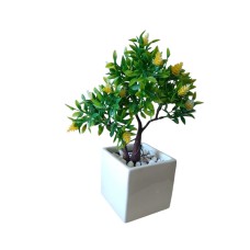 Dwarf rose plant
