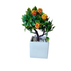 Dwarf rose plant