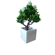 Dwarf rose plant