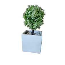 Love Plant