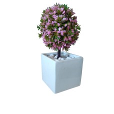 Love Plant