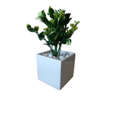 ﻿Persian thyme plant