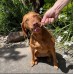 Dog Treats 