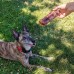 Dog Treats