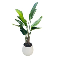 Banana leaves tree