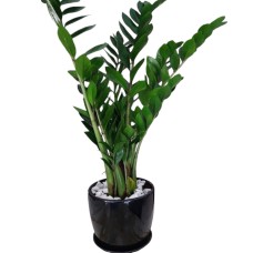 Zamia plant