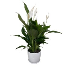 ﻿Peace Lily