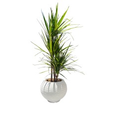 ﻿Dracaena marginata