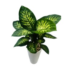 Dieffenbachia plant