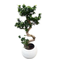 ﻿Bonsai Tree