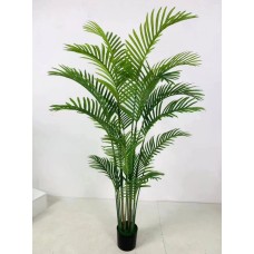 Areca Palm Tree