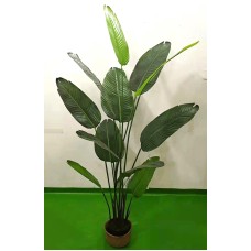 ﻿Banana tree