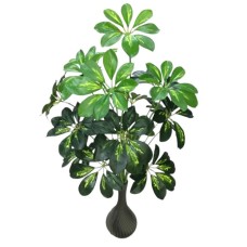 ﻿Schefflera tree