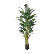 ﻿Areca Saw Tree
