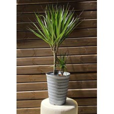 Indoor plant