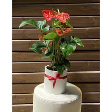 Indoor plant