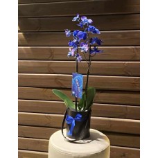Indoor plant