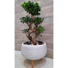 Indoor Plants