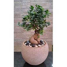 Indoor Plants