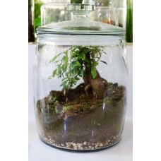 Terrarium