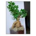 Indoor plants