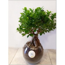 Indoor plants