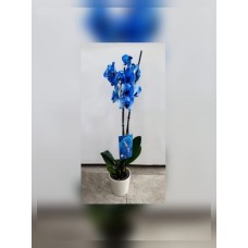 Orchid plant 