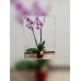 Orchid plant 