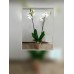Orchid plant 
