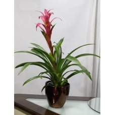 House Plants