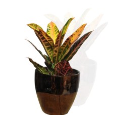 House Plants