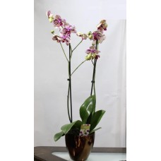 House Plants
