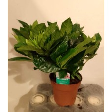 Gardenia plant 