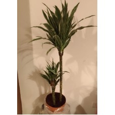 Kalanchoe plant Kalanchoe plant