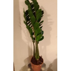 Zamia plant