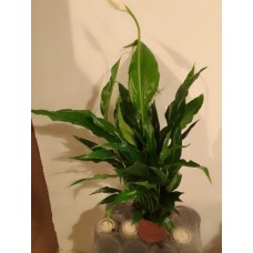 plant 