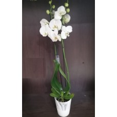  Orchid flower