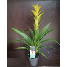 Guzmania plant