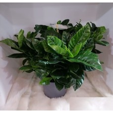 Gardenia plant 
