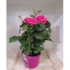 Jouri rose plant Jouri rose plant