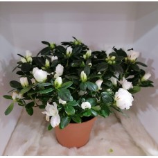 Azalea plant