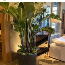 Banana leaf plant