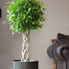 Ficus benjamina plant