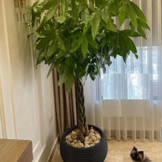 plant