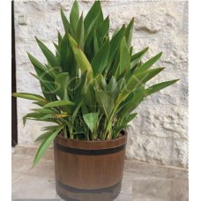 Planting basin
