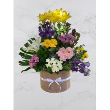 Multi-color arrangement