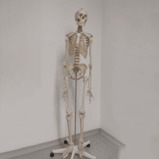 Medical Human Skeleton Model – 1.85 m