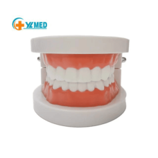 Anatomical Jaw and Teeth Model made with high precision, ideal for educational purposes, dental case explanations, and training in clinics and medical centers.